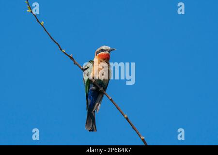 Bee-eater (Merops bullockoides) con facciata bianca, appollaiato su un ramo, Chobe National Park, Botswana, Africa Foto Stock