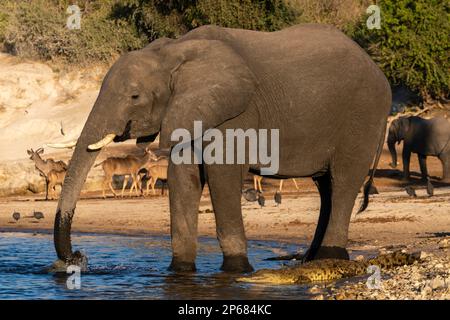 Un elefante africano (Loxodonta africana) bevendo vicino a un coccodrillo del Nilo (Crocodilus niloticus), Parco Nazionale di Chobe, Botswana, Africa Foto Stock