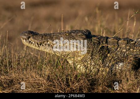 Il coccodrillo del Nilo (Crocodylus niloticus) che riposa sulla riva del fiume, il Parco Nazionale di Chobe, il Botswana, l'Africa Foto Stock