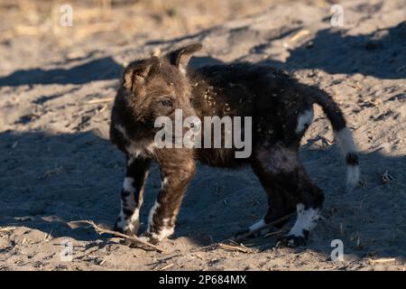 Cucciolo di cane selvatico africano (Licaon pictus) al den, Savuti, Parco Nazionale di Chobe, Botswana, Africa Foto Stock