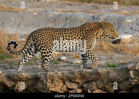 Leopardo (Panthera pardus), Savuti, Parco Nazionale di Chobe, Botswana, Africa Foto Stock