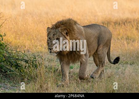 Lion (Panthera leo), Savuti, Chobe National Park, Botswana, Africa Foto Stock