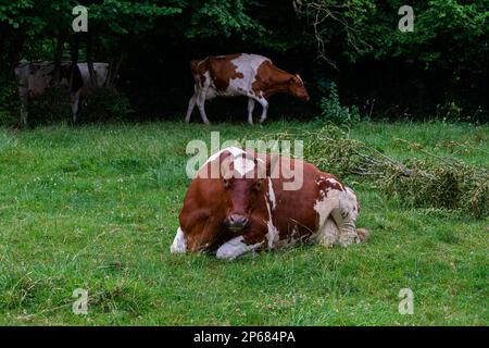 Mucca bianca marrone macchiata giacente su un prato verde fresco. Gli altri due stanno pascolando nei cespugli. Foto Stock