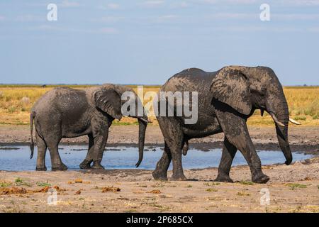 Elefanti africani (Loxodonta africana) in una buca d'acqua nella piana di Mabe, Parco Nazionale di Chobe, Botswana, Africa Foto Stock