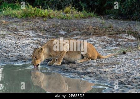 Una leonessa (Panthera leo) bere, Savuti, Chobe National Park, Botswana, Africa Foto Stock