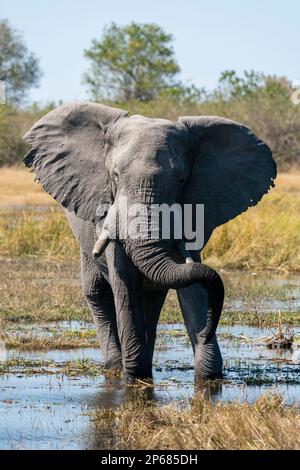 Elefante africano (Loxodonta africana), Khwai concessione, Okavango Delta, Botswana, Africa Foto Stock