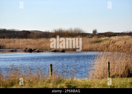 Den Helder, Paesi Bassi. Febbraio 2023. Il Grafelijkheidsduinen a Den Helder, Paesi Bassi. Foto di alta qualità Foto Stock