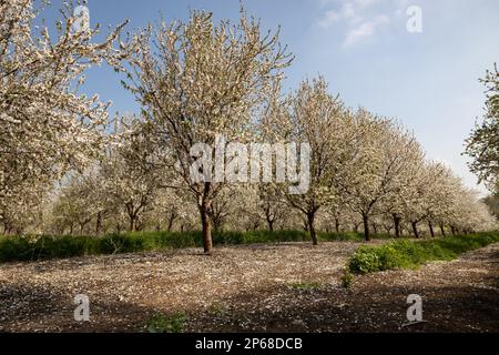 I mandorli fioriscono in un frutteto di mandorle Foto Stock