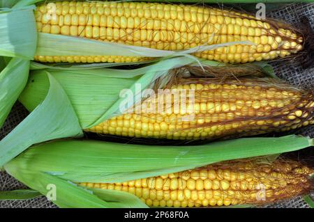 COB di mais giovane di maturità del latte Foto Stock