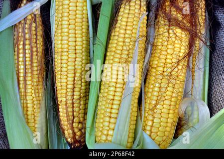 COB di mais giovane di maturità del latte Foto Stock