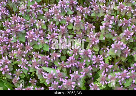 Fiorisce nella porpora rossa di ortica sordo (Lamium purpurpureum) Foto Stock