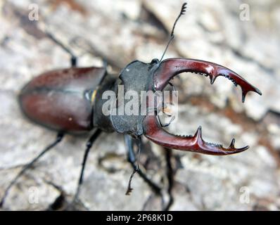 In natura, un coleottero maschio (Lucanus cervus) Foto Stock