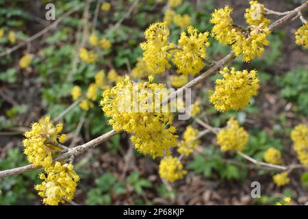 In primavera cornel è reale (Cornus mas) fiorisce in natura Foto Stock