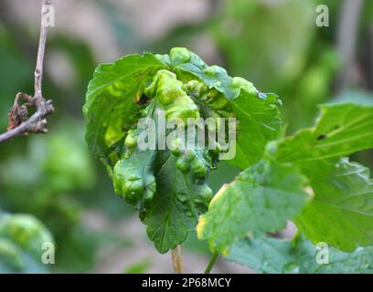 Ribes rosso, le cui foglie sono danneggiate dagli afidi (Cryptomyzus ribis) Foto Stock