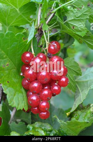 Sul ramo bush bacche sono maturi ribes rosso (Ribes rubrum) Foto Stock