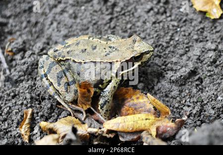 Rana di erba (Rana temporaria) in natura Foto Stock