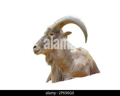 Pecora di barbaro (Ammotragus lervia) isolata su bianco Foto Stock