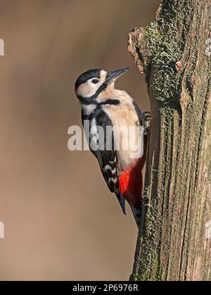 Femmina di picchio rosso maggiore sul tronco di albero Foto Stock