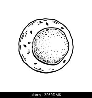 Cellule staminali del sangue mieloide isolate su sfondo bianco. Illustrazione vettoriale per microbiologia scientifica disegnata a mano in stile schizzo Illustrazione Vettoriale