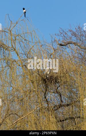 Magpie eurasiatica (Pica pica) e airone grigio (Ardea cinerea) su nido in salice piangente a eronie / aronie rookery airone a fine inverno Foto Stock