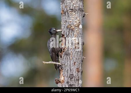 Picchio nero (Dryocopus martius) femmina che foraggio su tronco morto albero nella foresta in primavera Foto Stock