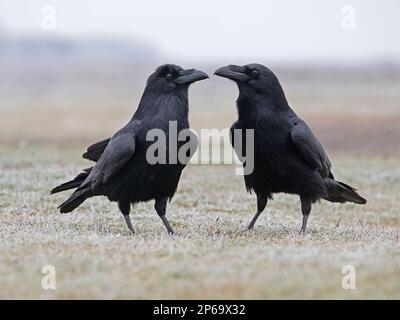 Coppia di corvi comuni Foto Stock