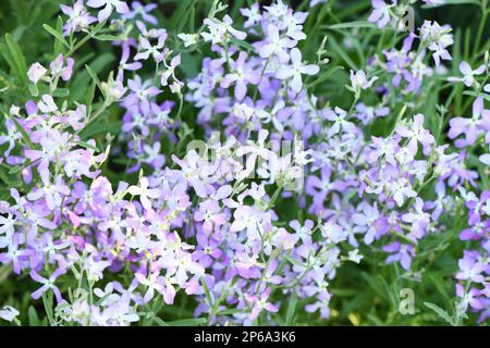 Mattiola rosa. Orchidea selvatica. Il concetto di giardinaggio, giardinaggio, hobby, con le mani, fiori in crescita. Foto ad alta risoluzione. Messa a fuoco selettiva. Foto Stock