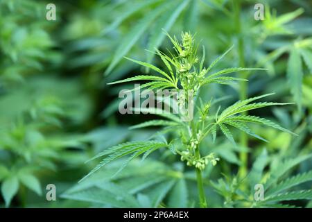 Gambi giovani di cannabis con fiori. Foto ad alta risoluzione. Messa a fuoco selettiva. Foto Stock