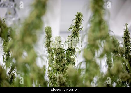 EMMELOORD - piante di Cannabis in una cellula di crescita del coltivatore di cannabis Bedrocan. La società fornisce cannabis medicinale all'organizzazione governativa Bureau for Medicinal Cannabis. ANP ROBIN VAN LONKHUIJSEN olanda fuori - belgio fuori Foto Stock