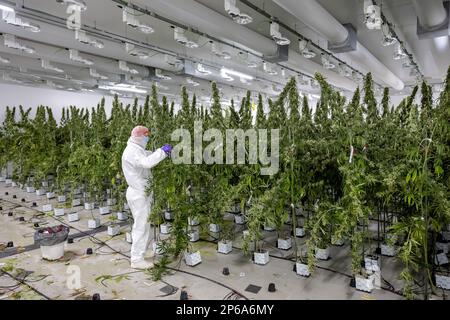 EMMELOORD - piante di Cannabis in una cellula di crescita del coltivatore di cannabis Bedrocan. La società fornisce cannabis medica all'organizzazione governativa Bureau for Medicinal Cannabis. ANP ROBIN VAN LONKHUIJSEN olanda fuori - belgio fuori Foto Stock