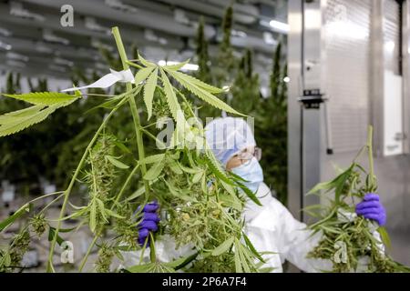 EMMELOORD - piante di Cannabis in una cellula di crescita del coltivatore di cannabis Bedrocan. La società fornisce cannabis medicinale all'organizzazione governativa Bureau for Medicinal Cannabis. ANP ROBIN VAN LONKHUIJSEN olanda fuori - belgio fuori Foto Stock