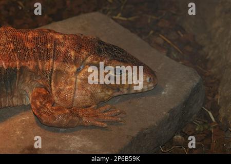 Particolare primo piano di grande lucertola di tegu rosso in via di estinzione, Tupinambis rufescens, nel recinto dello zoo Foto Stock