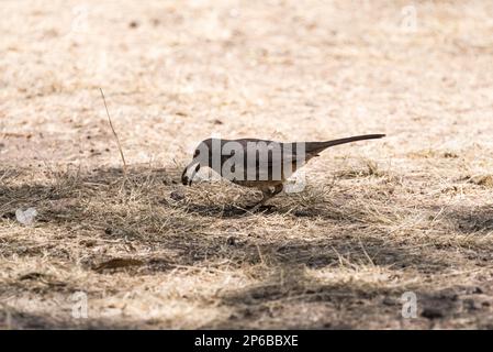 Foraging curvo-bill Thrasher (Toxostoma curvirostre) a Teotihuacan, Messico Foto Stock