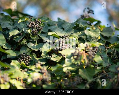 Bacche nere su un arbusto ornamentale all'inizio della primavera. Giornata di sole a metà febbraio. Rovigno, Instria, Croazia Foto Stock