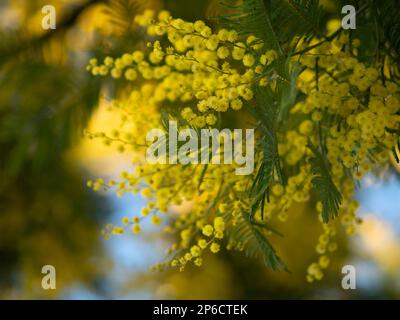 Bel primo piano di fiori di mimosa peloso giallo brillante. Albero di mimosa fiorente nelle onde primaverili iniziali sul vento. Giornata primaverile soleggiata. Acacia dealbata. Soffice f Foto Stock