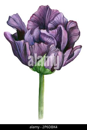 Acquerello tulipano viola disegno floreale a mano. elementi di progettazione. Foto Stock