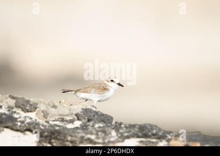 Primo piano di Kentish Plover sulle spiagge di Fuerteventura Foto Stock