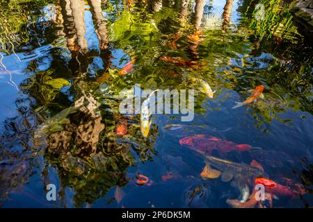 Incredibilmente bella Koi Carp, Carp Amur, Cyprinus rubrofuscus, in un laghetto artificiale a Tenerife (Isole Canarie) con sfondo vivace e colorato Foto Stock