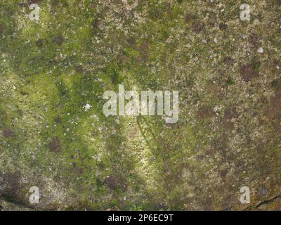 muschio verde su struttura concreta utile come sfondo Foto Stock