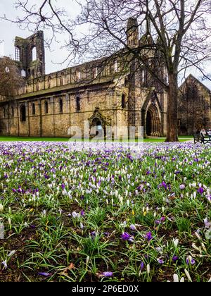 Un campo pieno di fiori di croco con Kirkstall Abbey in lontananza Foto Stock