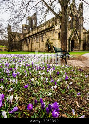 Un campo pieno di fiori di croco con Kirkstall Abbey in lontananza Foto Stock