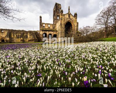 Un campo pieno di fiori di croco con Kirkstall Abbey in lontananza Foto Stock