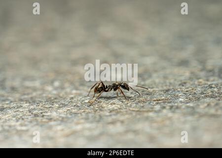 Piccola formica nera che attraversa un piatto di pietra Foto Stock