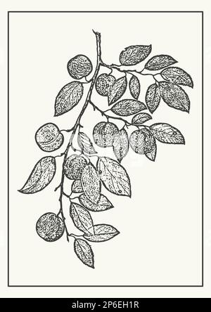 Plum su un modello di illustrazione botanica di ramo. Frutta disegnata a mano su albero in stile monocromatico. Illustrazione Vettoriale
