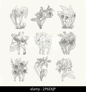 Esotico tropicale cattleya orchidea fiori linea art set. Disegno botanico in stile incisione. Isolato su sfondo beige. Illustrazione Vettoriale