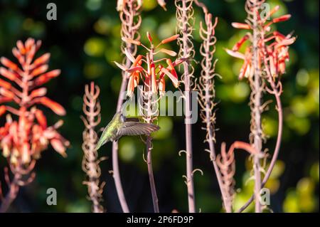 Un piccolo colibrì colorato catturato in volo, che si scilla tra un campo di picchi di aloe macchiati Foto Stock