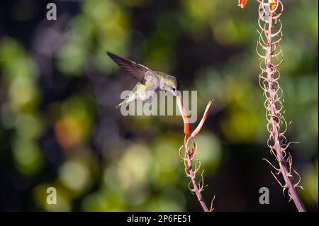 Un piccolo colibrì colorato catturato in volo, che si scilla tra un campo di picchi di aloe macchiati Foto Stock