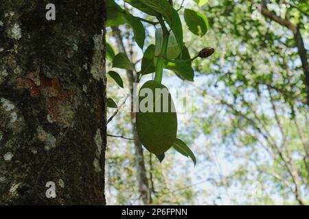 Un giovane frutto di Jack cresce su un tronco di albero di Jack. Questa fase di frutta è chiamata come jack teneri Foto Stock