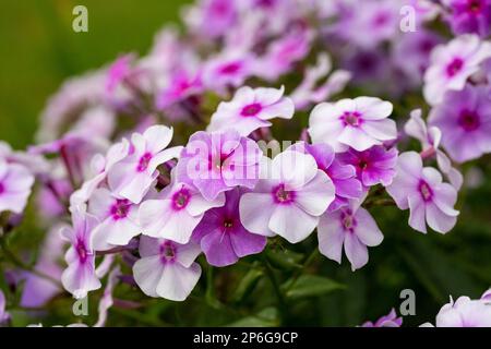 Primo piano di fiori di flox a righe rosa, varietà Phlox maculata Natascha, in un giardino Foto Stock