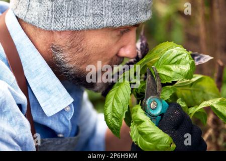 Un uomo europeo di mezza età con una barba in un cappello in una serra controlla il basilico verde e viola per la maturazione, la coltivazione di verdi e verdure nel suo Foto Stock